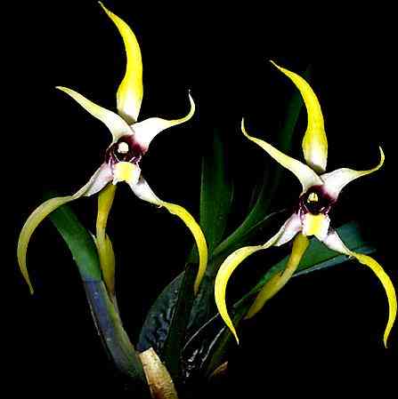 Maxillaria luteoalba